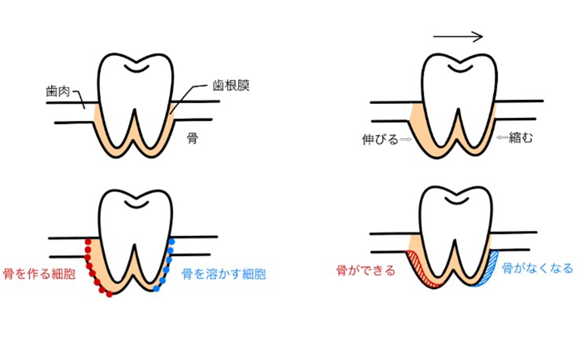 歯が動く仕組み